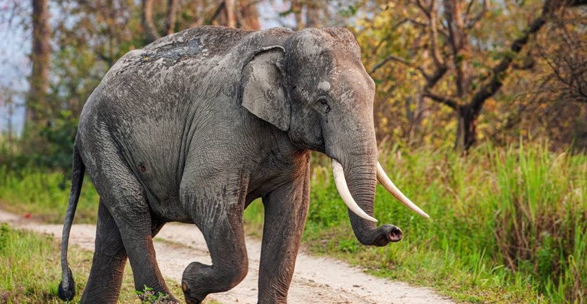Slon u Indiji ubio ženu (70), nakon toga joj na sprovodu izgazio tijelo