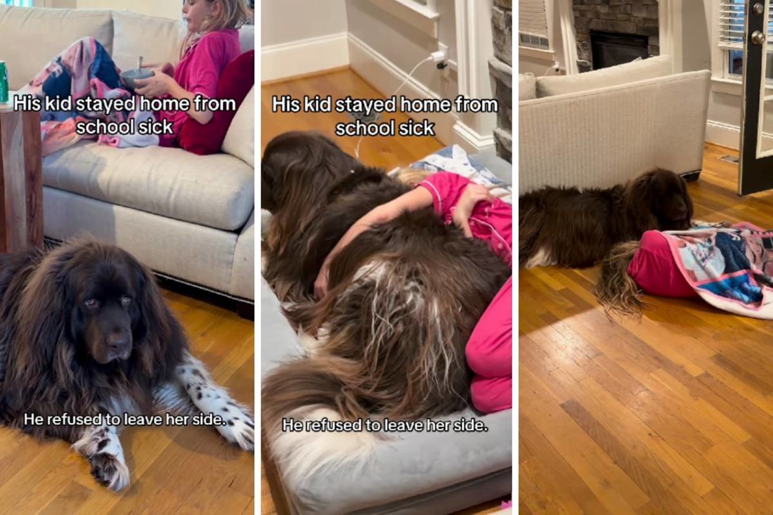 Veliki pas nije se odvajao od bolesne djevojčice i tješio ju je, video je dirljiv