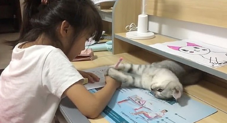 Urnebesni video: Nestašna maca napravila je sve da mala vlasnica ne napiše zadaću