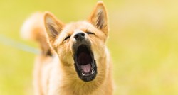 Park za pse u Kanadi uveo brutalne kazne za vlasnike pasa koji laju