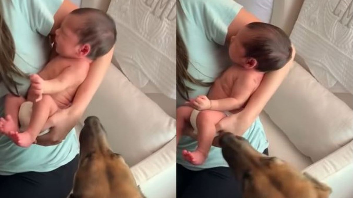 Pas je prvi put upoznao bebu, susret će vas raznježiti