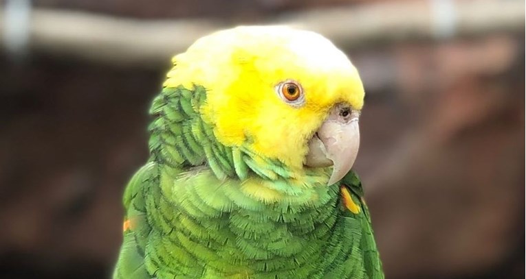 Papiga zapjevala Beyoncein hit i oduševila posjetitelje parka divljih životinja