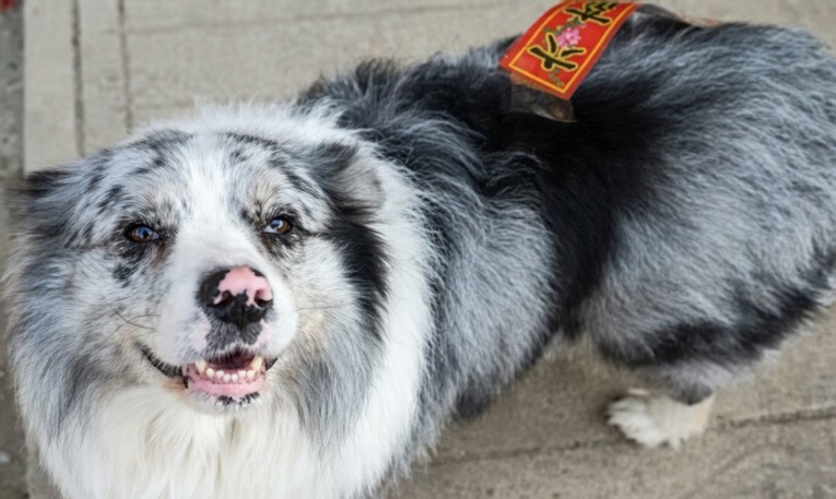 U Kini ukraden Border Collie s 1,5 milijuna pratitelja. "Prodan je restoranu"