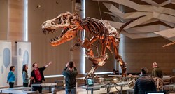 Studija: Mladunčad T-Rexa uništila je manje vrste dinosaura