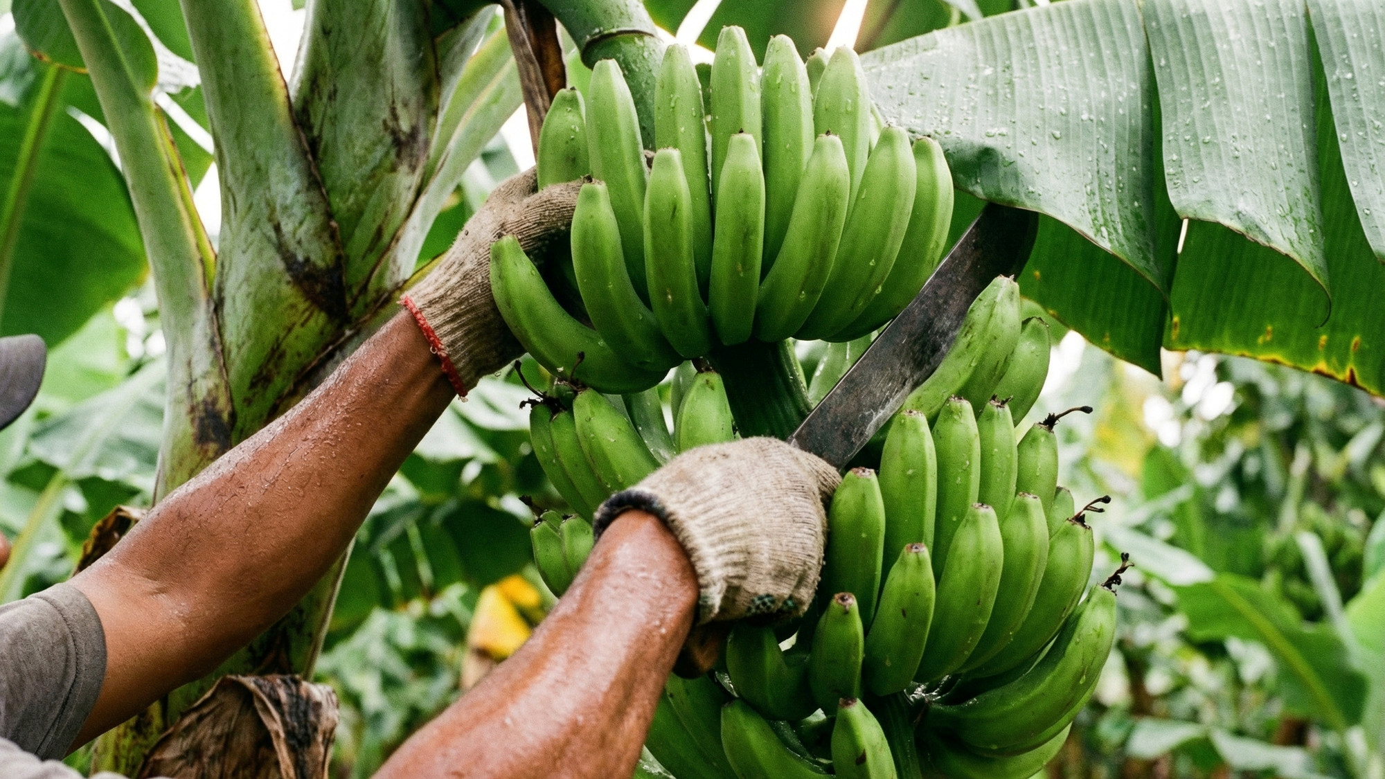 Banane iz Ekvadora do nas putuju tjednima. Evo kako izgleda cijeli taj proces