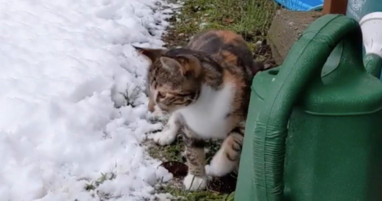 Maca je prvi put ugledala snijeg pa poludjela od uzbuđenja