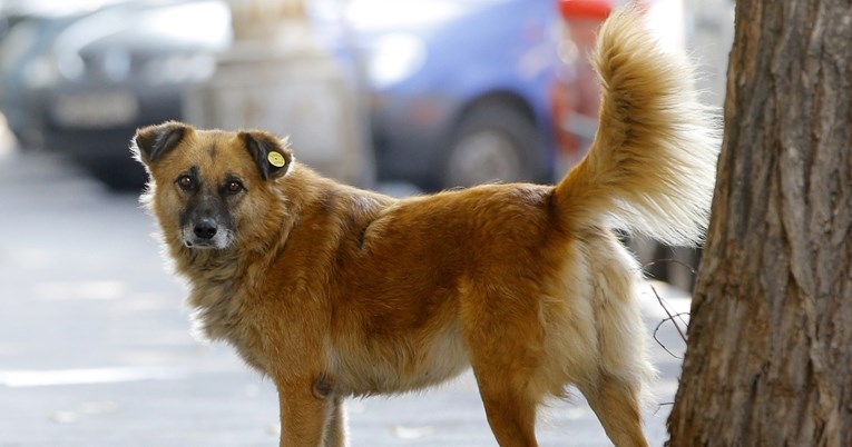 Sijedo krzno, mutne oči... Evo kako prepoznati da vaš pas stari