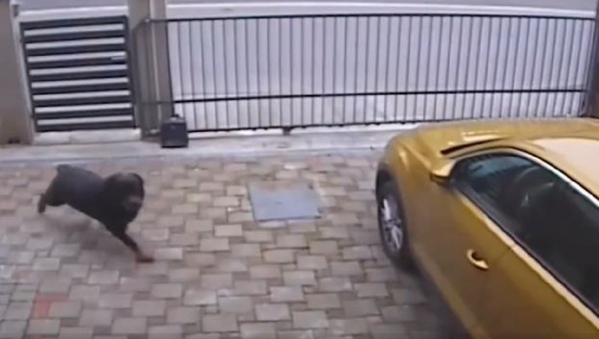 Snimka potresa u Zagrebu: Automobil se zaljuljao, psa skoro pogodio crijep