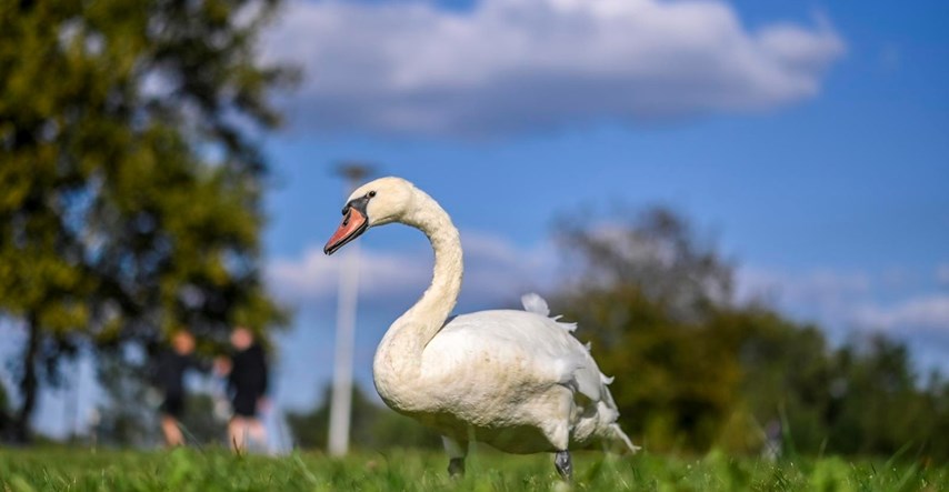 Novi slučaj ptičje gripe u Zagrebačkoj županiji, pojavila se kod labuda