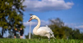 Novi slučaj ptičje gripe u Zagrebačkoj županiji, pojavila se kod labuda