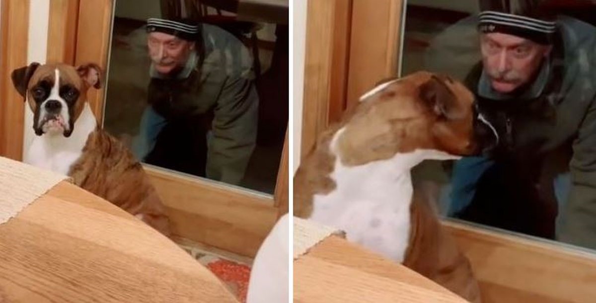 Starac se skrio iza boksera koji ništa nije slutio, reakcija psa kad ga ugleda je hit