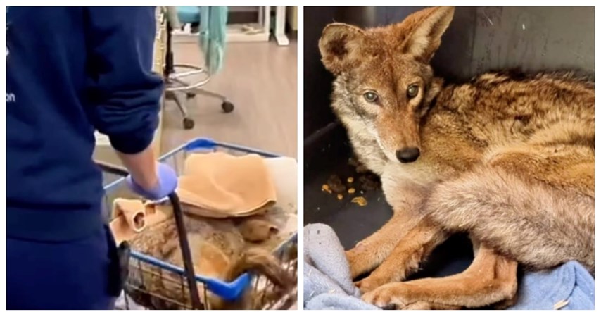 Spasili kojota koji je imao glavu zaglavljenu u kanti u San Diegu