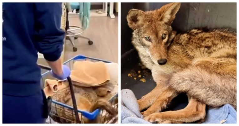 Spašen kojot s poplavljenog polja koji je imao glavu zaglavljenu u kanti u San Diegu