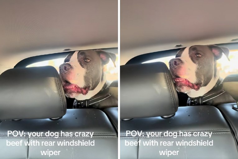 Neočekivana reakcija: Mirna vožnja pit bulla pretvorila se u kaos