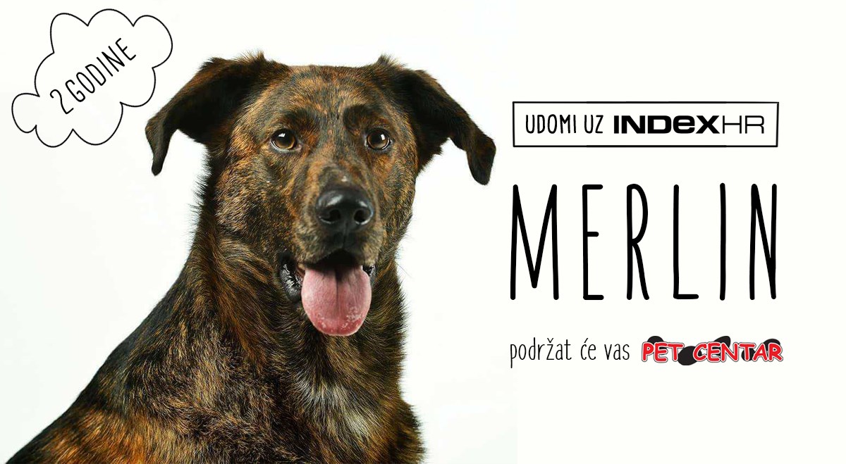 Merlin ima veliko srce, ali već dvije godine traži dom, pomozimo mu ga pronaći