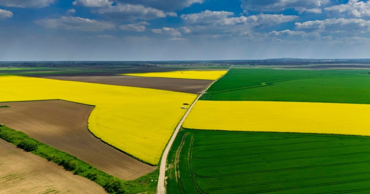 Fotka dana: Slavonska polja uljane repice u punom cvatu