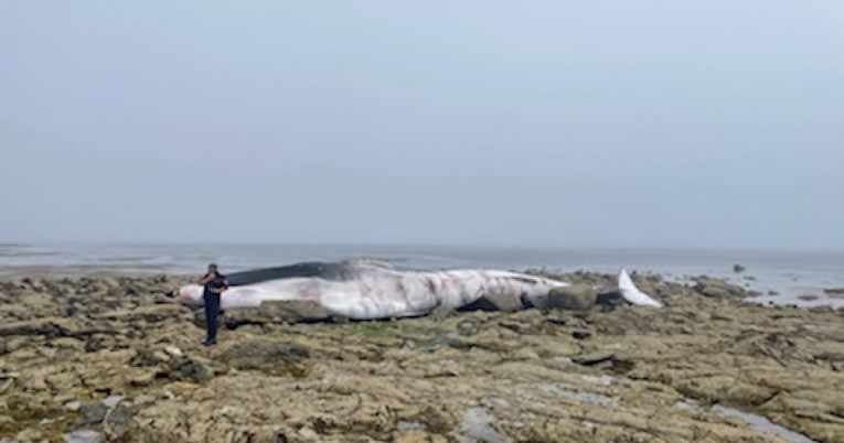 Na francuskom otoku se nasukao kit dug 20-ak metara 