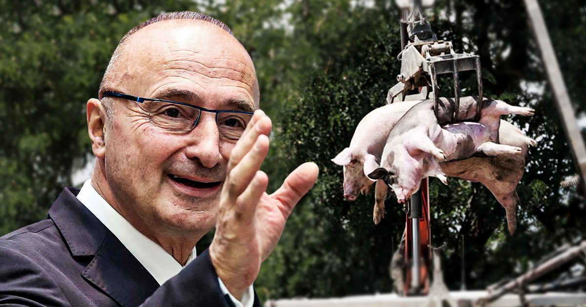 Grlić Radman će na zbrinjavanju lešina svinja s farme Belje zaraditi 500.000 eura