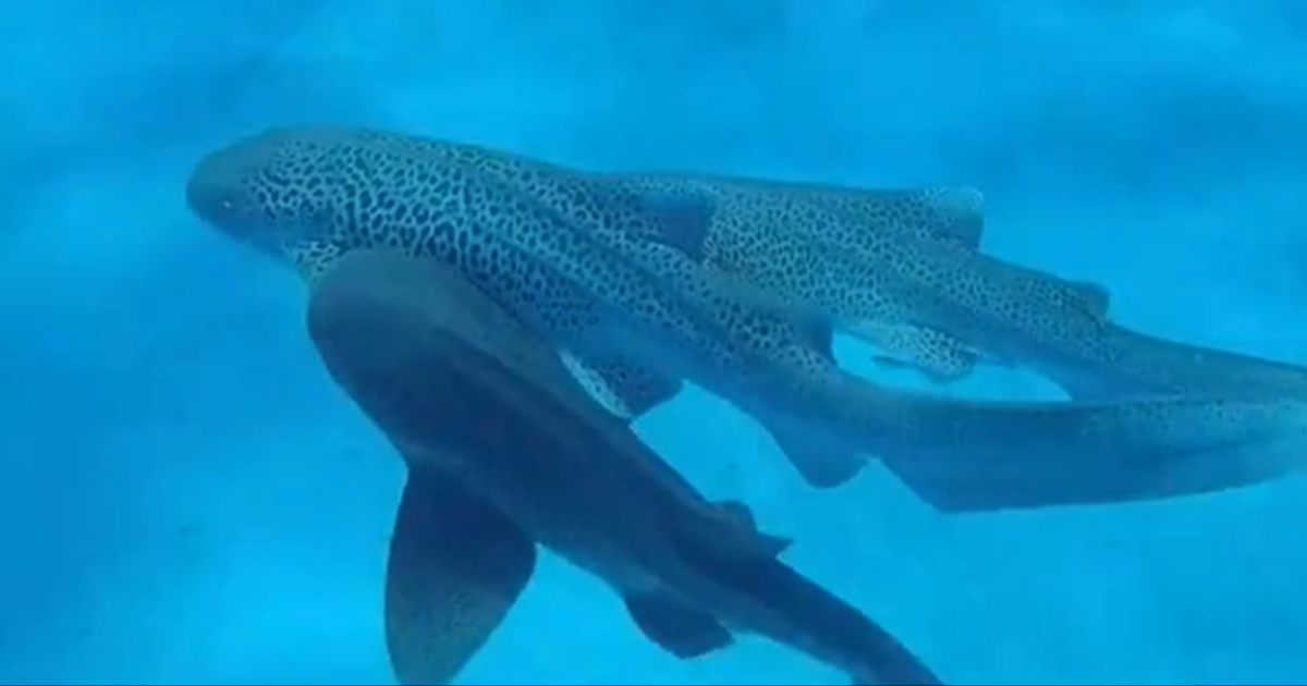 VIDEO Prvi put snimljeno parenje leopard morskih pasa u divljini