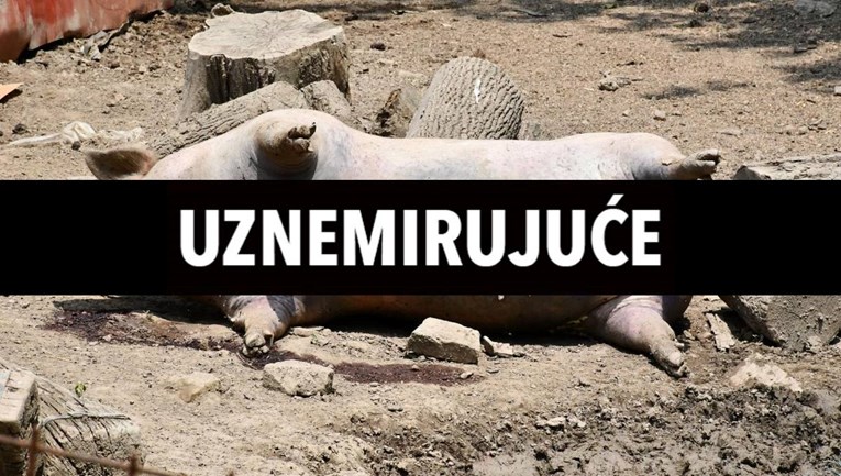 Šef veterinara o svinjskoj kugi: Trebamo pomoć vojske