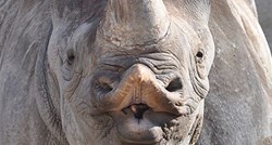 Crni nosorog kojem prijeti izumiranje čeka mladunče