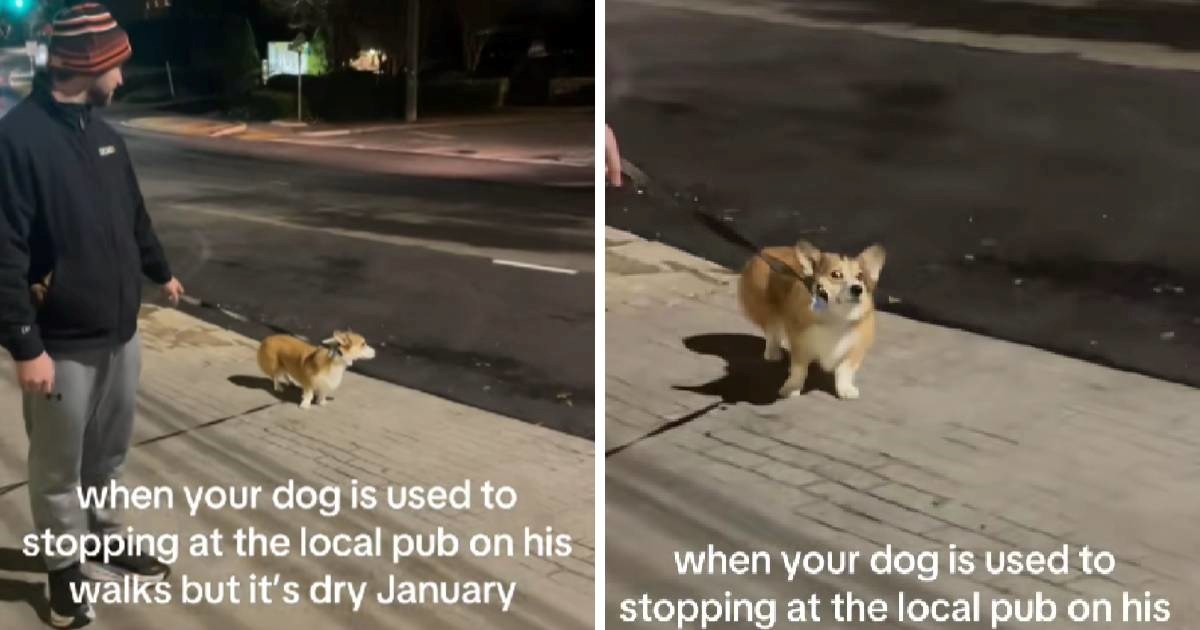 Tvrdoglavi korgi postao hit na mrežama jer ne želi odustati od odlaska u pub 😂