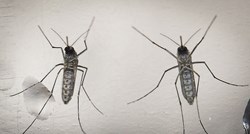 Zbog klimatskih promjena opasna bolest koju prenose komarci širi se sve brže
