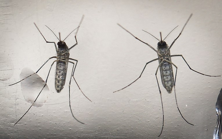Zbog klimatskih promjena opasna bolest koju prenose komarci širi se sve brže