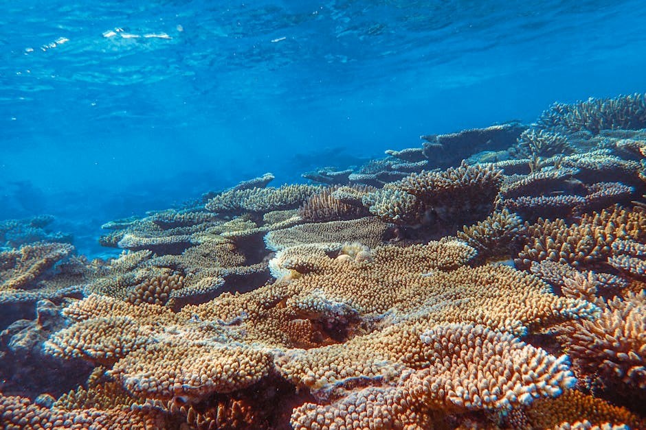 Alarmantno izvješće: "Stanje oceana je kritično, ugrožen je cjelokupni morski život"