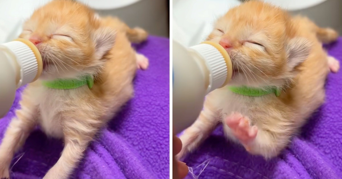 Žena hranila mačića na bočicu, on od sreće "mijesio" šapicama