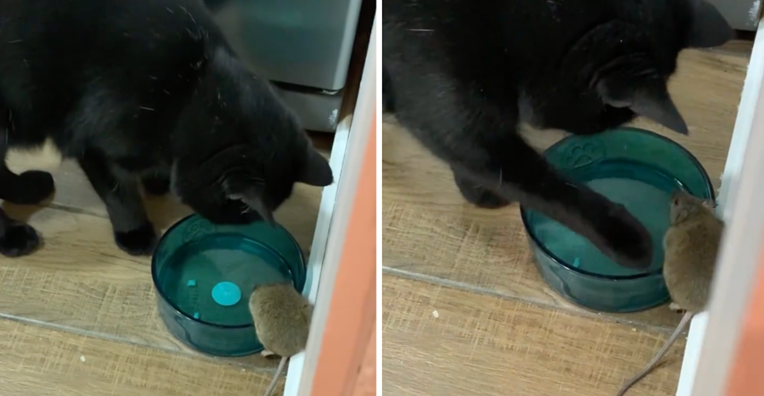Tip otkrio da se njegov mačak sprijateljio s mišem kojeg je trebao uloviti