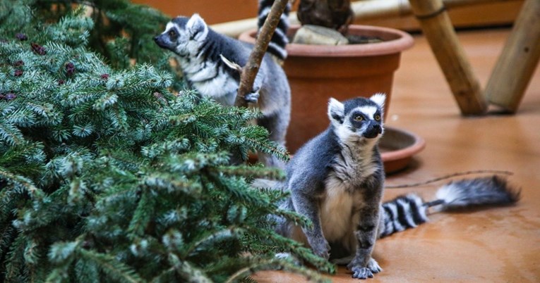 FOTO U zagrebačkom ZOO-u brojne životinje uživale u starim božićnim drvcima