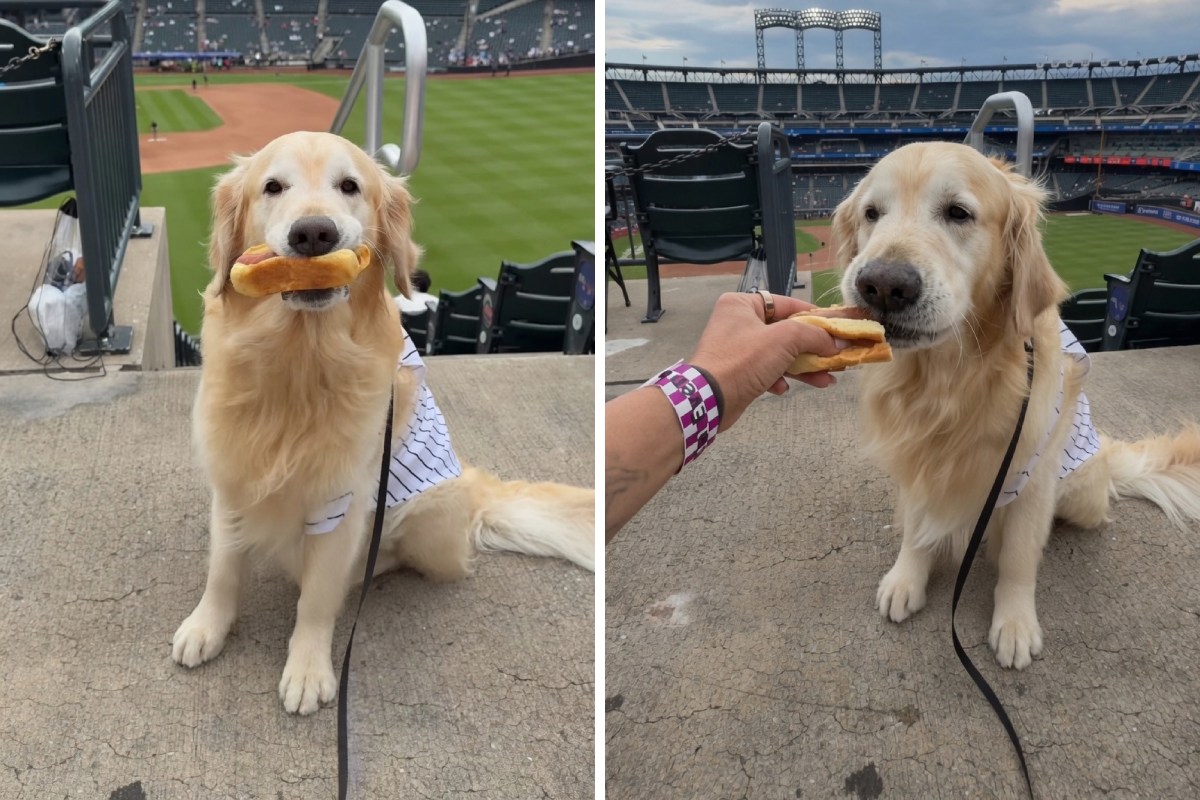 Reakcija zlatnog retrivera na hot dog postala viralni hit 😃