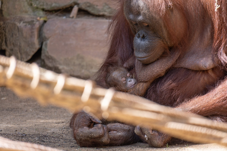 Emotivna scena u ZOO-u. Ugrožena orangutanica čvrsto stisnula svoje novorođenče