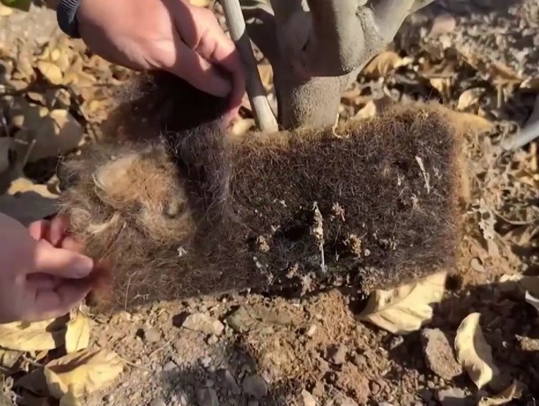 VIDEO Čile se ljudskom kosom bori protiv suše