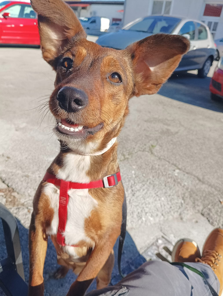 Kujica Sunčica nestala u Zagrebu. Izbacili su je iz kuće preko noći, uplašena je