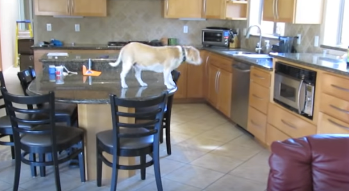 Postavili su skrivenu kameru pa nisu mogli vjerovati što je radio njihov pas