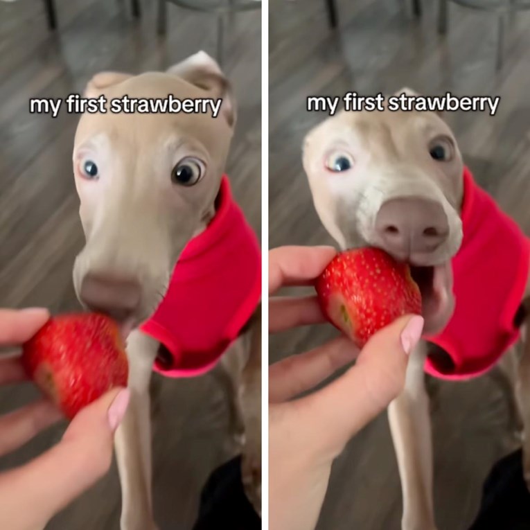 Pas je poludio od sreće nakon što je prvi put probao jagodu