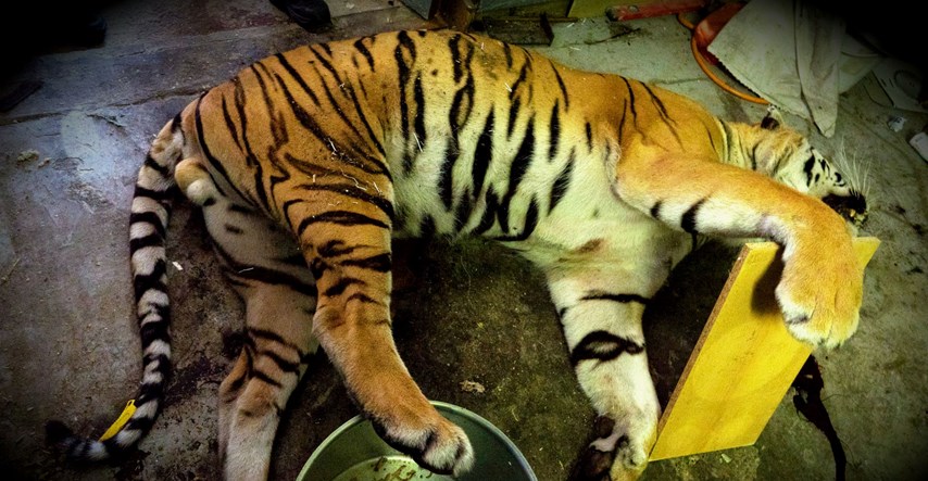 Strava u Češkoj: Otkrivena ilegalna farma tigrova, kuhali su im kosti