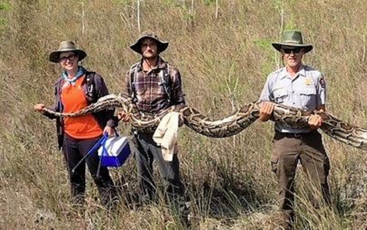 Rekordnog pitona moralo je držati četvero ljudi