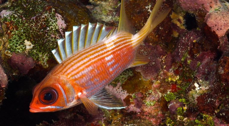 U Jadranu se pojavile nove vrste riba