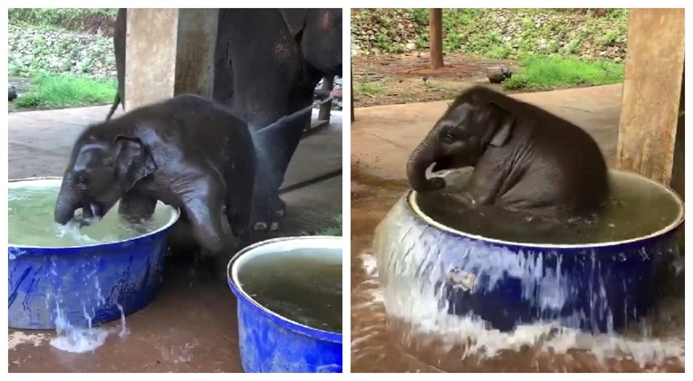 Preslatka beba slon pokušala se okupati u bazenu, na kraju je upala unutra i zaronila