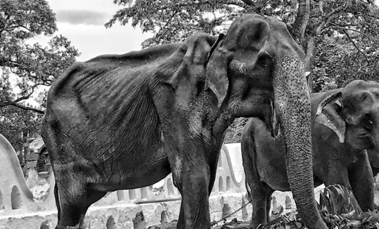 Uginula neuhranjena slonica Tikiri koju su tjerali na paradiranje