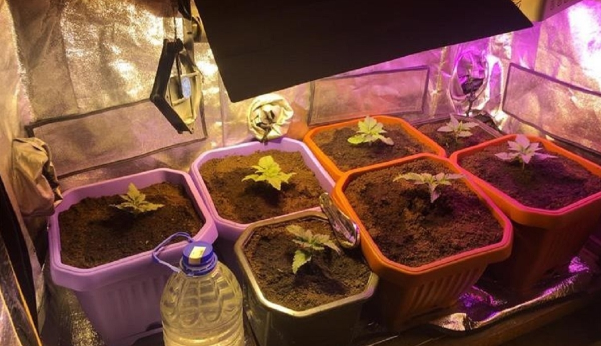 Muškarac (37) u Splitu uhićen s pola kilograma marihuane i 13 stabljika
