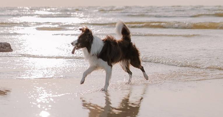 Stručnjaci upozoravaju da pješčane plaže mogu biti opasne za pse 