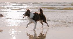 Evo zašto biste trebali paziti na psa dok ste na pješčanoj plaži