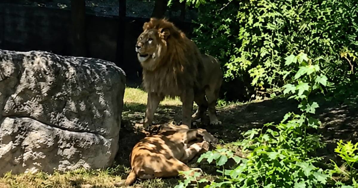ZOO detaljno opisao napad lava: "Ugrizao je lavicu za grkljan. Dozivali smo ga..."