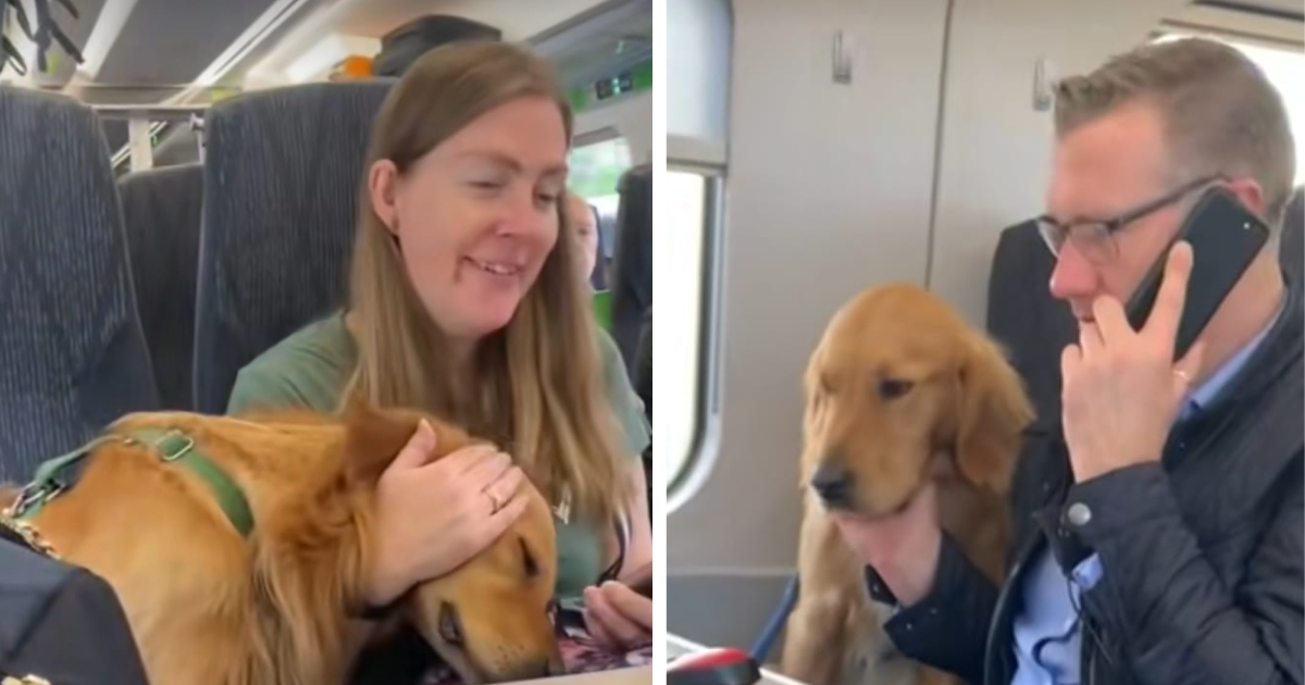 Video zlatnog retrivera u vlaku je hit: Svi su ga mazili, a on je dijelio zagrljaje