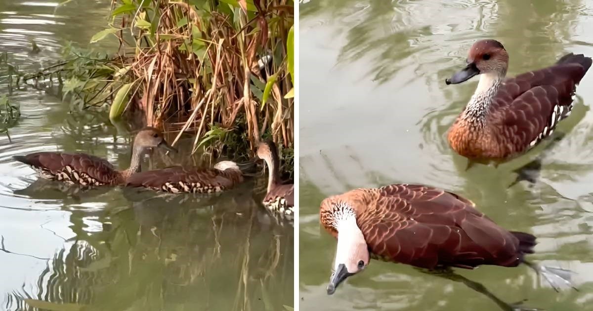 Patke ugledale prolaznicu i "zamolile" za pomoć, rasplet priče je dirljiv