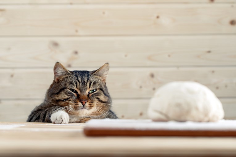 Smiju li mačke jesti tjesteninu?